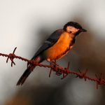 Parus major