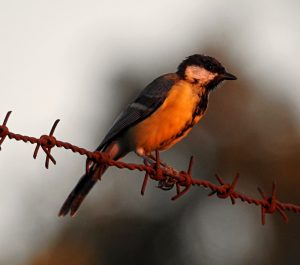 Aves forestales Parus major