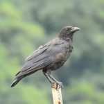 Corvus corone