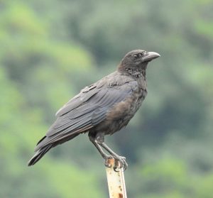 Corvus corone