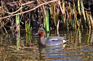 aves acuáticas, Anas crecca, Sarcelle d'hiver, Wintertaling, Krickente
