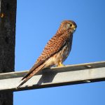 Falco tinnunculus