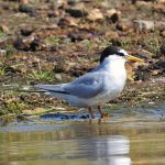 Sterna albifrons, Sterne naine, Dwergstern