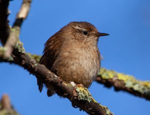 Troglodytes troglodytes