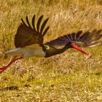 Aves acuáticas
