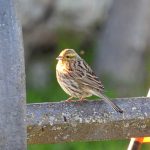 Emberiza cirlus