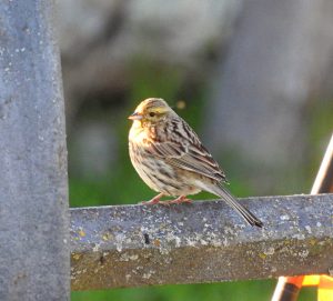 Emberiza cirlus