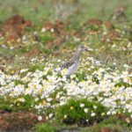 Calidris pugnax, aves acuaticas