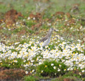 Calidris pugnax, aves acuáticas