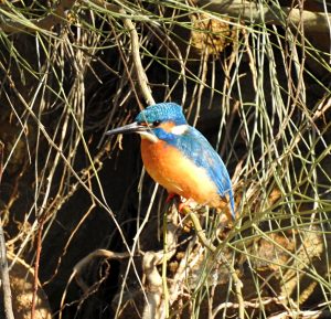 Alcedo atthis