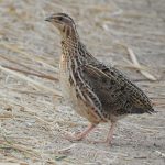 Coturnix coturnix