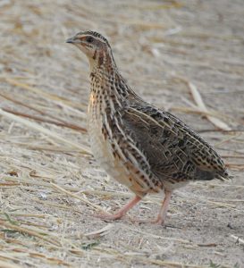 Coturnix coturnix