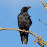 Corvus corax