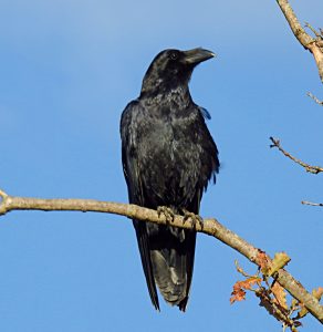 Corvus corax 