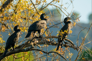 Phalacrocorax carbo, aves acuáticas
