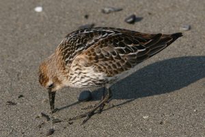 Calidris alpina, Bécasseau variable, Bonte strandloper