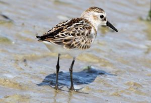 Calidris minuta, Bécasseau minute, Kleine strandloper
