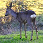 Capreolus cap