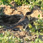 Clamator glandarius, Coucou geai, Kuifkoekoek