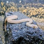 Malpolon monspessulanus