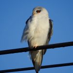 Elanus caeruleus