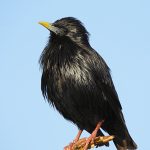 Sturnus unicolor