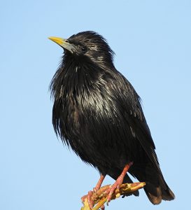 Sturnus unicolor