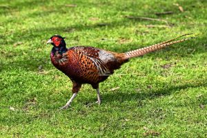 Phasianus colchicus, Faisan de Colchide, Fazant