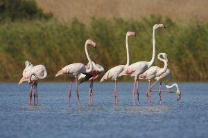 phoenicopterus roseus