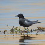 Chlidonias niger, Guifette noire, Zwarte stern