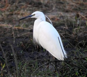 Aves acuáticas Egretta garzetta