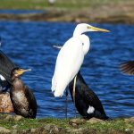 Aves acuáticas, Ardea alba, Grande Aigrette, Grote zilverreiger