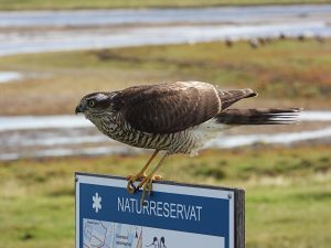 Accipiter nisus, Épervier d’Europe, Sperwer