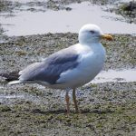 Larus michahellis, Goéland leucophée, Geelpootmeeuw