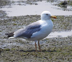 Larus michahellis, Goéland leucophée, Geelpootmeeuw