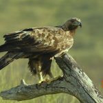 Aquila chrisaetos