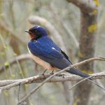 Hirundo rustica
