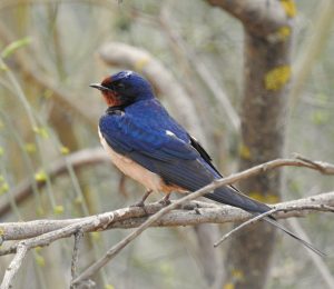 Hirundo rustica