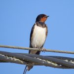 Hirundo rustica, Hirondelle rustique, Boerenzwaluw