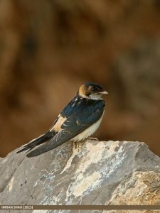 Cecropis daurica, Hirondelle rousseline, Roodstuitzwaluw