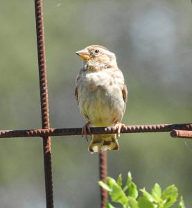 Petronia petronia, Moineau soulcie, Steenmus