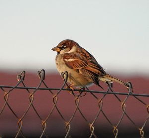 Passer domesticus, Moineau domestique, Huismus