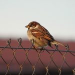 Passer domesticus