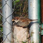 Passer domesticus