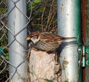 Passer domesticus
