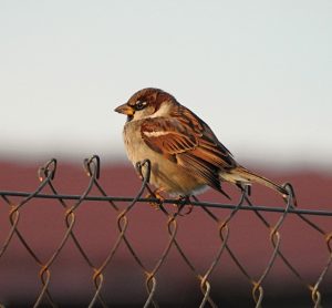 Passer domesticus