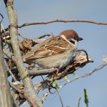 Passer montanus
