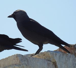 Corvus monedula