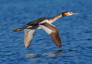 Podiceps cristatus, waterfowl of Extremadura