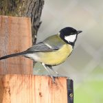 Parus major, forest birds